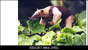 Click image for larger version

Name:	anteater.jpg
Views:	288
Size:	49.3 KB
ID:	1425