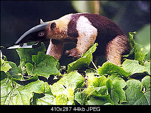 Click image for larger version

Name:	anteater2.jpg
Views:	276
Size:	43.9 KB
ID:	1426